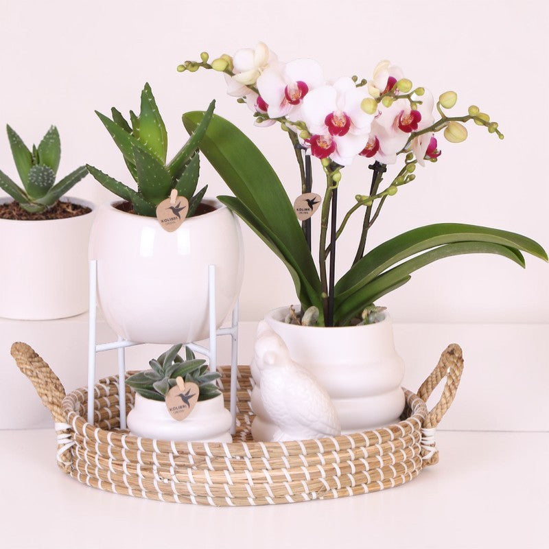 Luxe set | Gibraltar orchidee - Phalaenopsis Orchidee