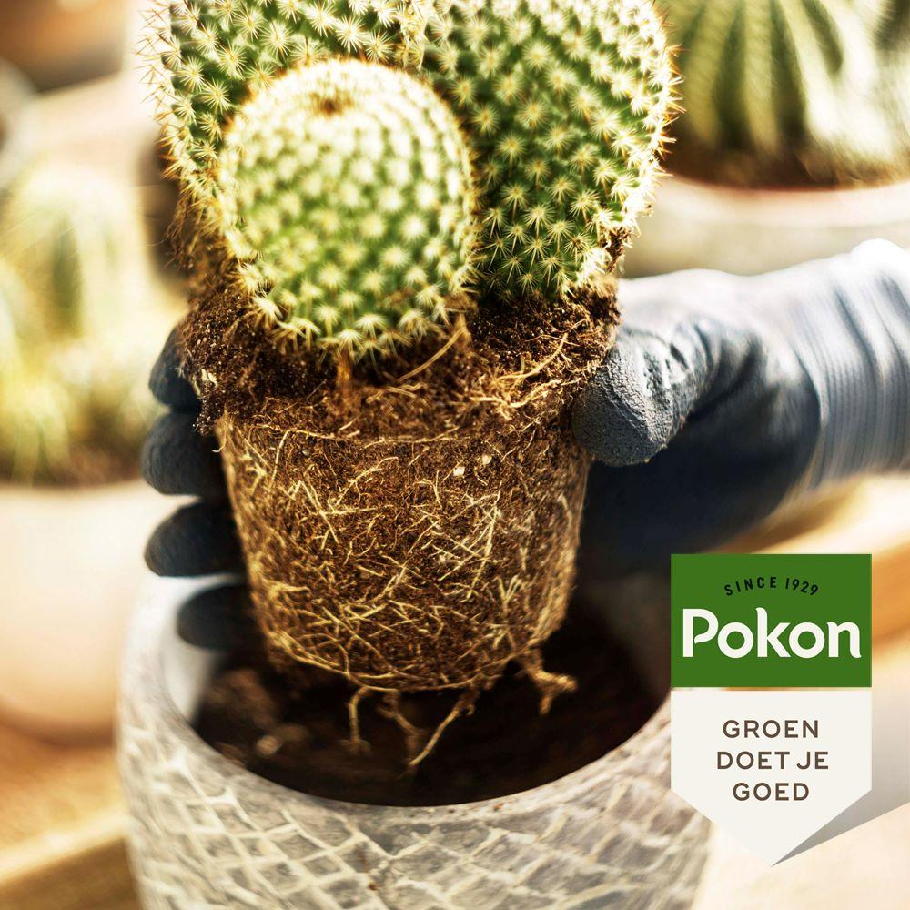 Pokon cactus & plante grasse - Terreau - 5L - Mélange pour cactus