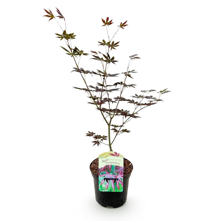 Érable du Japon Trompenburg - Violet Foncé - 70cm | Acheter