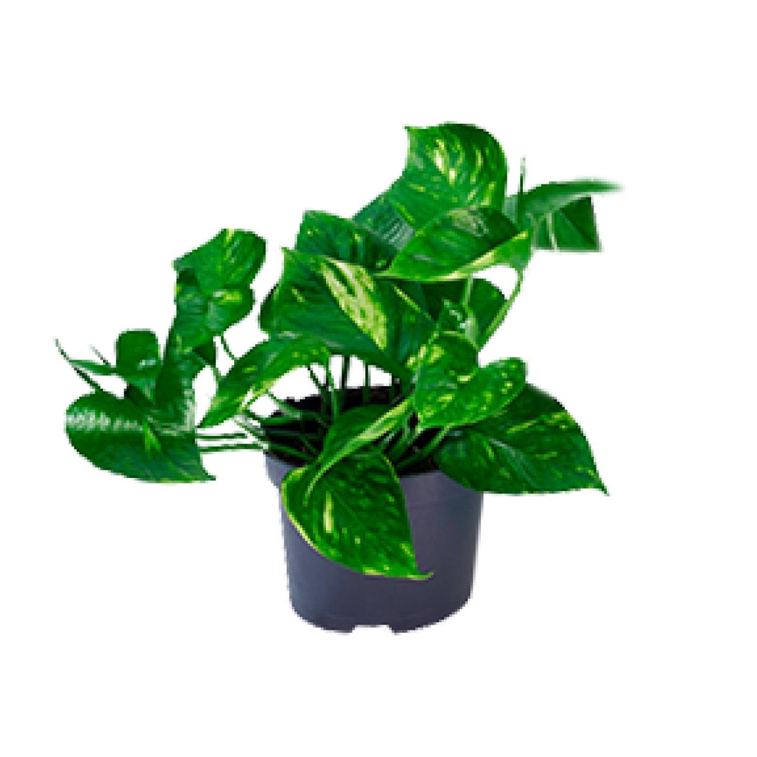 Epipremnum Aureum - Ø12cm - 20cm - Scindapsus - Scindapsus Hangplant