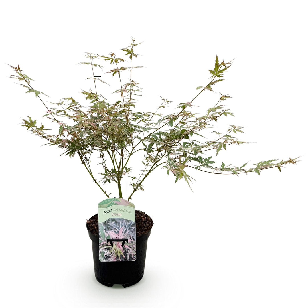 Japanse Esdoorn Lyoshi - Roze - 70cm - Acer Palmatum Buiten