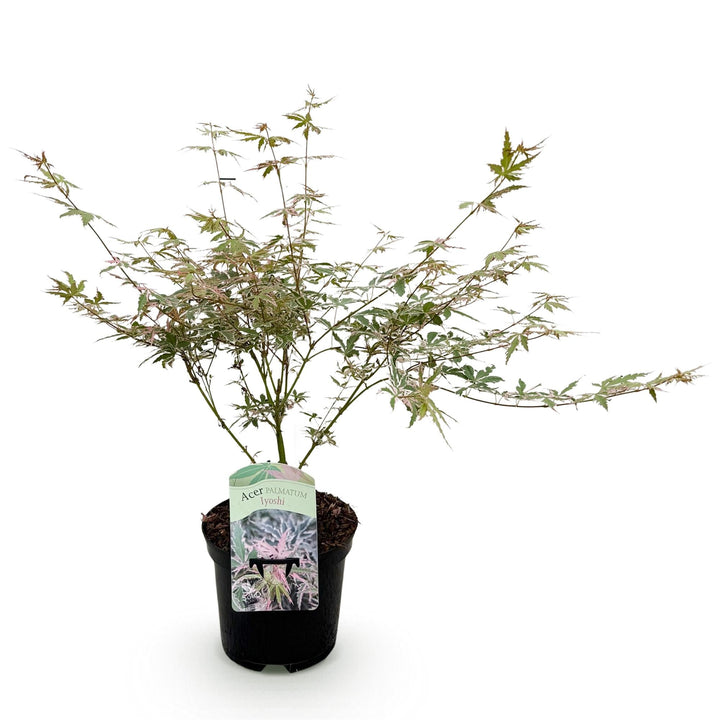 Japanse Esdoorn Lyoshi - Roze - 70cm - Acer Palmatum Buiten