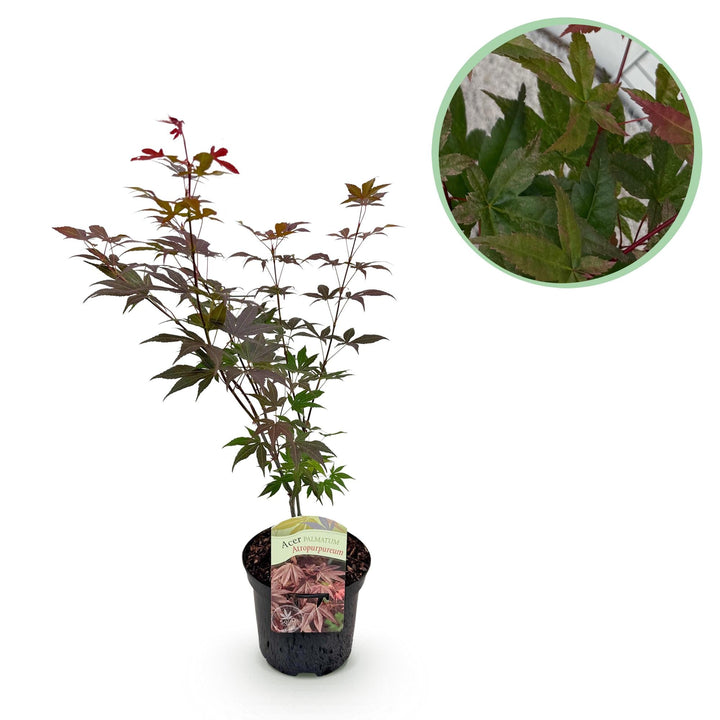 Japanse Esdoorn Atropurpureum - Paars - 70cm - Acer Palmatum Buiten