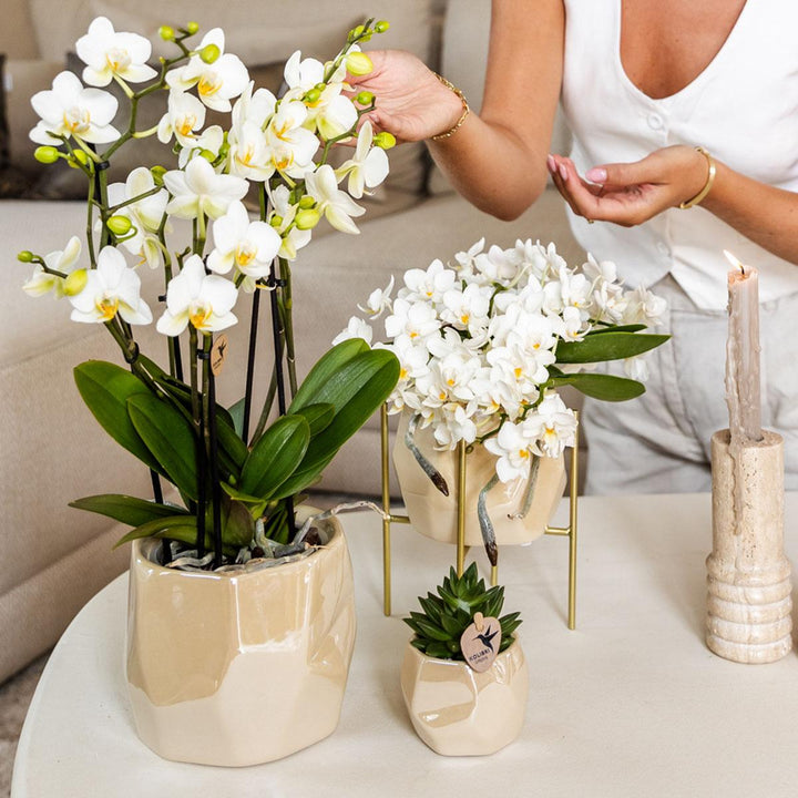 Combi deal - Pearl travertine potten - Sierpot Kamerplant