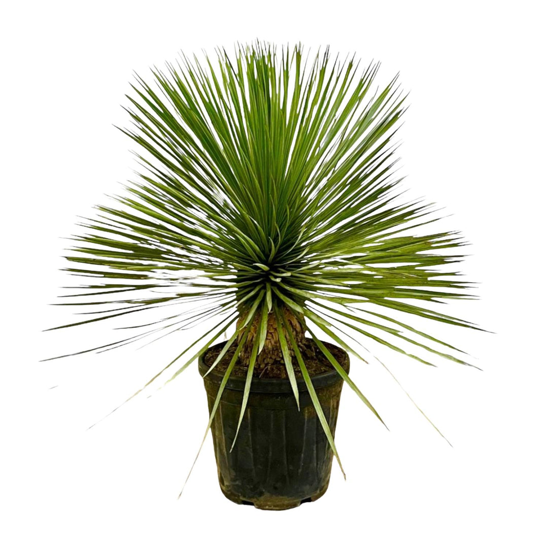 Yucca Rostrata op stam - 70 cm - Ø27 - Blauwe Palmlelie Buiten