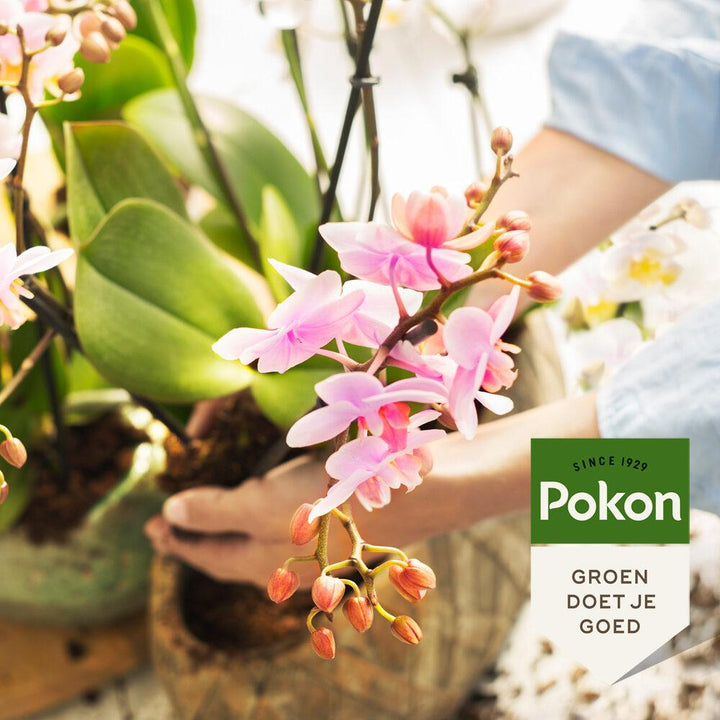 Pokon engrais bio orchidées 250 ml - Soin des plantes
