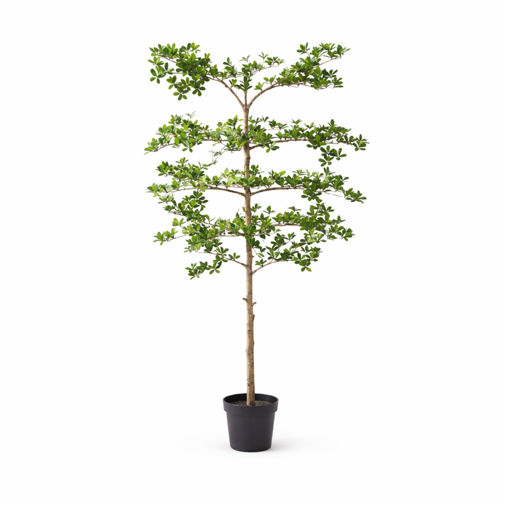 Bucida - 200cm - Kunstplant - Nep Plant Interieur | Koop