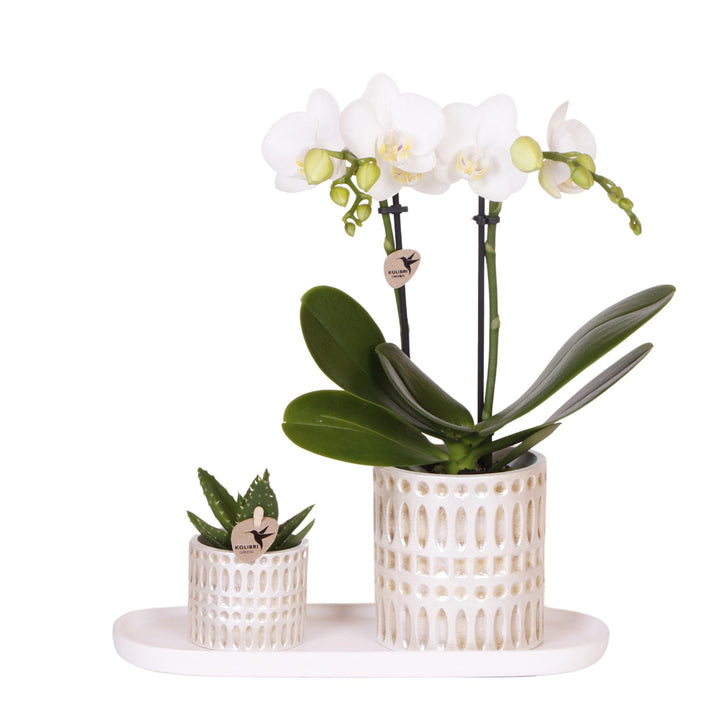 Plantenset Le Chic small | Witte Phalaenopsis Orchidee Amabilis en