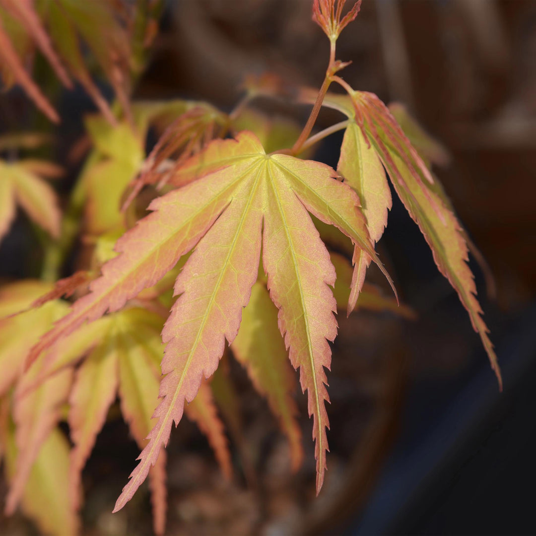Érable Japonais Katsura - Orange - 70cm - Acer Palmatum Extérieur