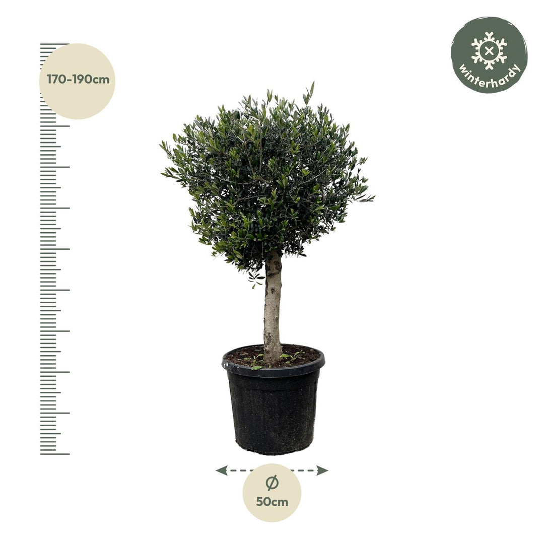 Olijfboom Olea Europaea – 180cm | Grote Buitenplant – Ø50
