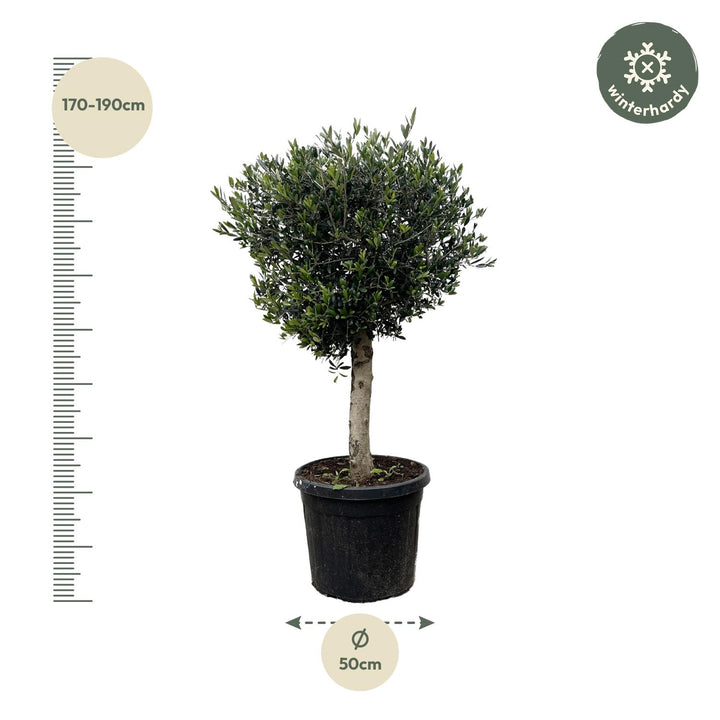 Olijfboom Olea Europaea – 180cm | Grote Buitenplant – Ø50