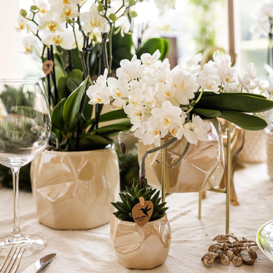 Combi deal - Pearl travertine potten - Sierpot Kamerplant