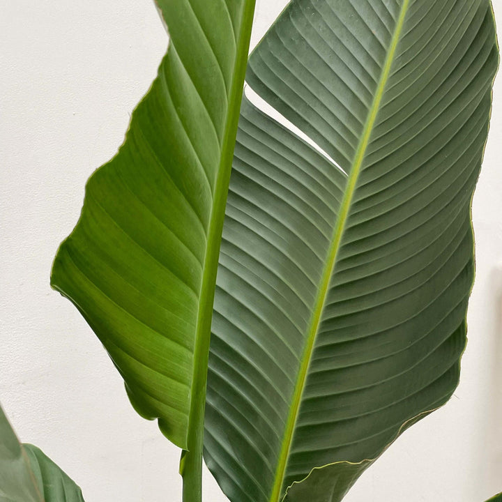 Strelitzia Augusta multi stam XXL - 250 cm - ø30-40