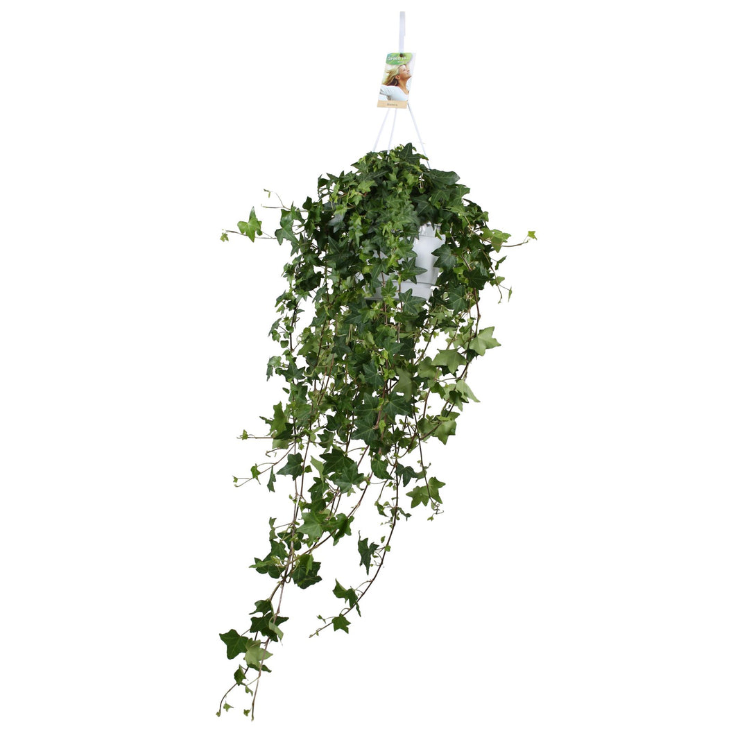 Lierre Hedera Helix Pitsburg - Suspension/XXL - Ø17cm - 90cm