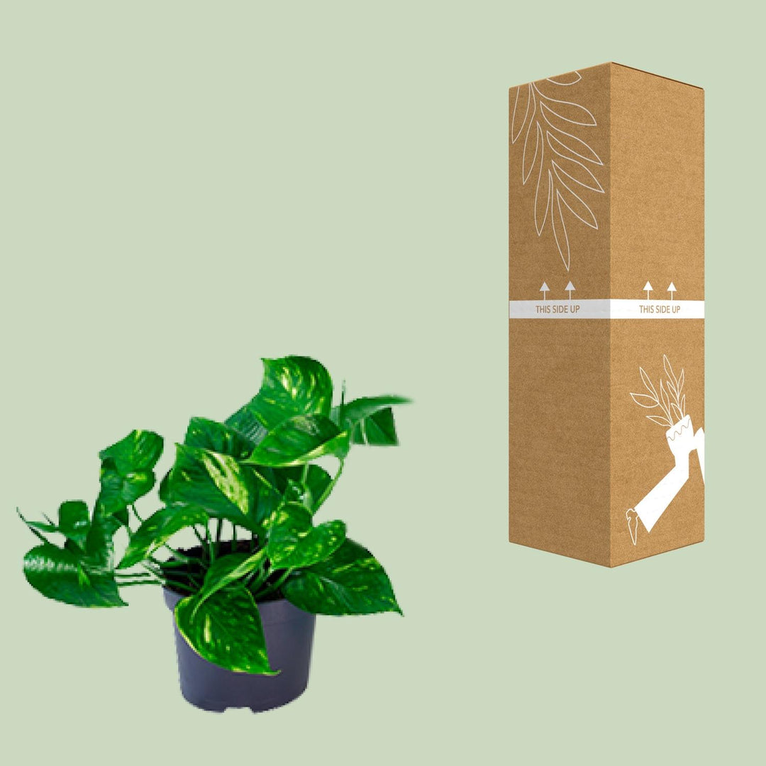 Epipremnum Aureum - Ø12cm - 20cm - Scindapsus - Scindapsus Hangplant