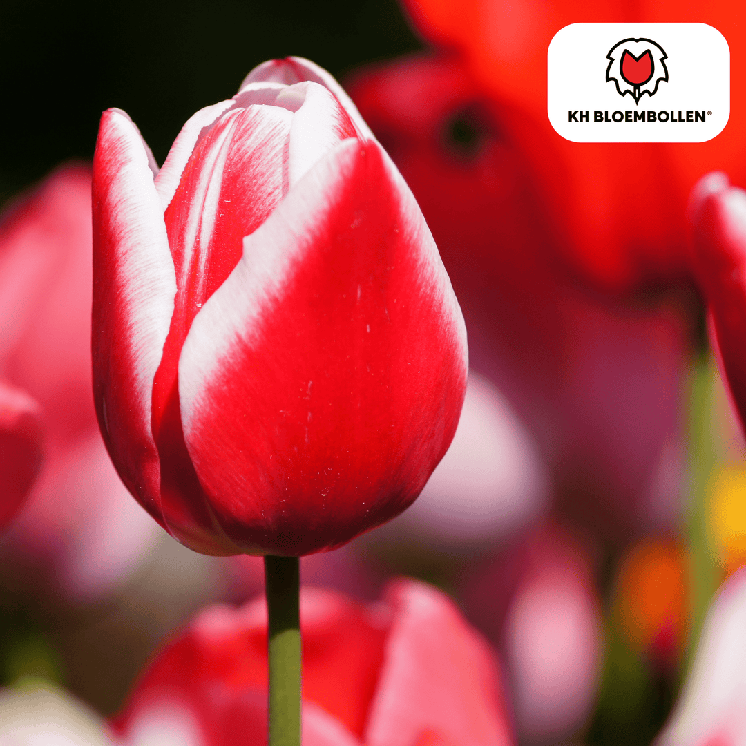 Bulbes de tulipe Candy Apple Delight - 20 pièces - Plante en pot décorative