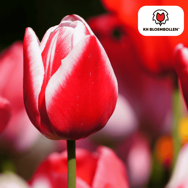 Bulbes de tulipe Candy Apple Delight - 20 pièces - Plante en pot décorative