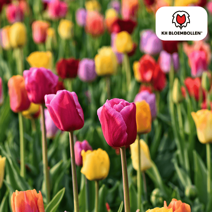 Mélange coloré de bulbes de tulipes - 20 pièces - Bulbes de fleurs de jardin