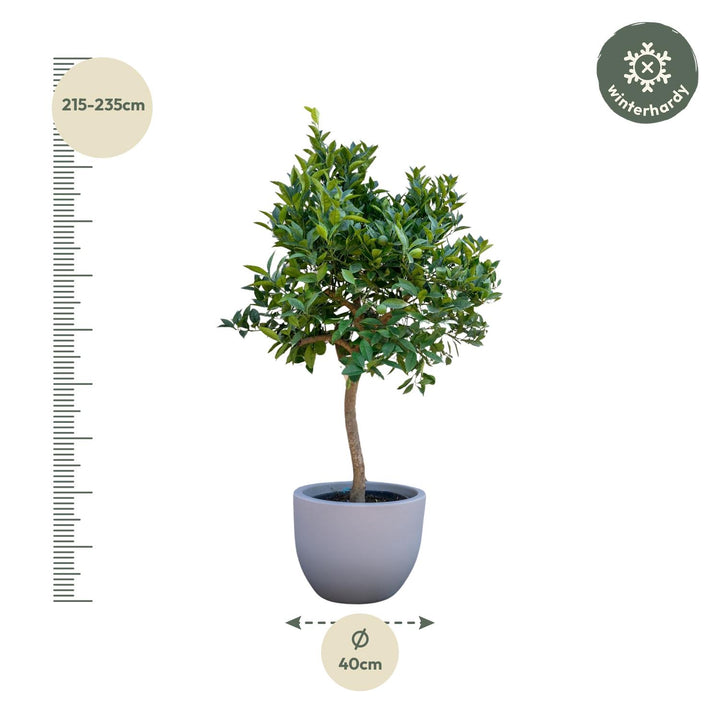 Sinaasappelboom - 200 cm - ø40 - Buitenplant