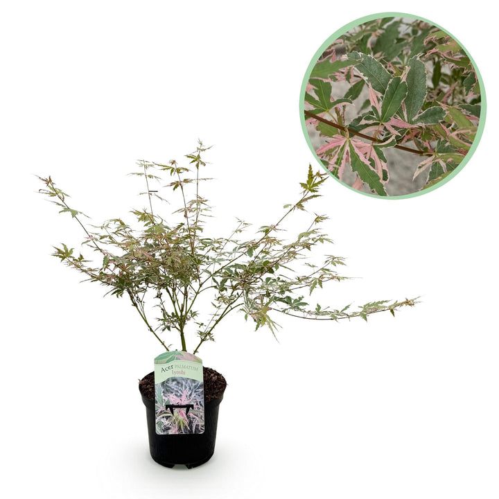 Japanse Esdoorn Lyoshi - Roze - 70cm - Acer Palmatum Buiten