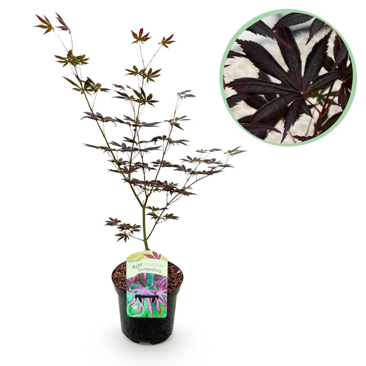 Érable du Japon Trompenburg - Violet Foncé - 70cm | Acheter