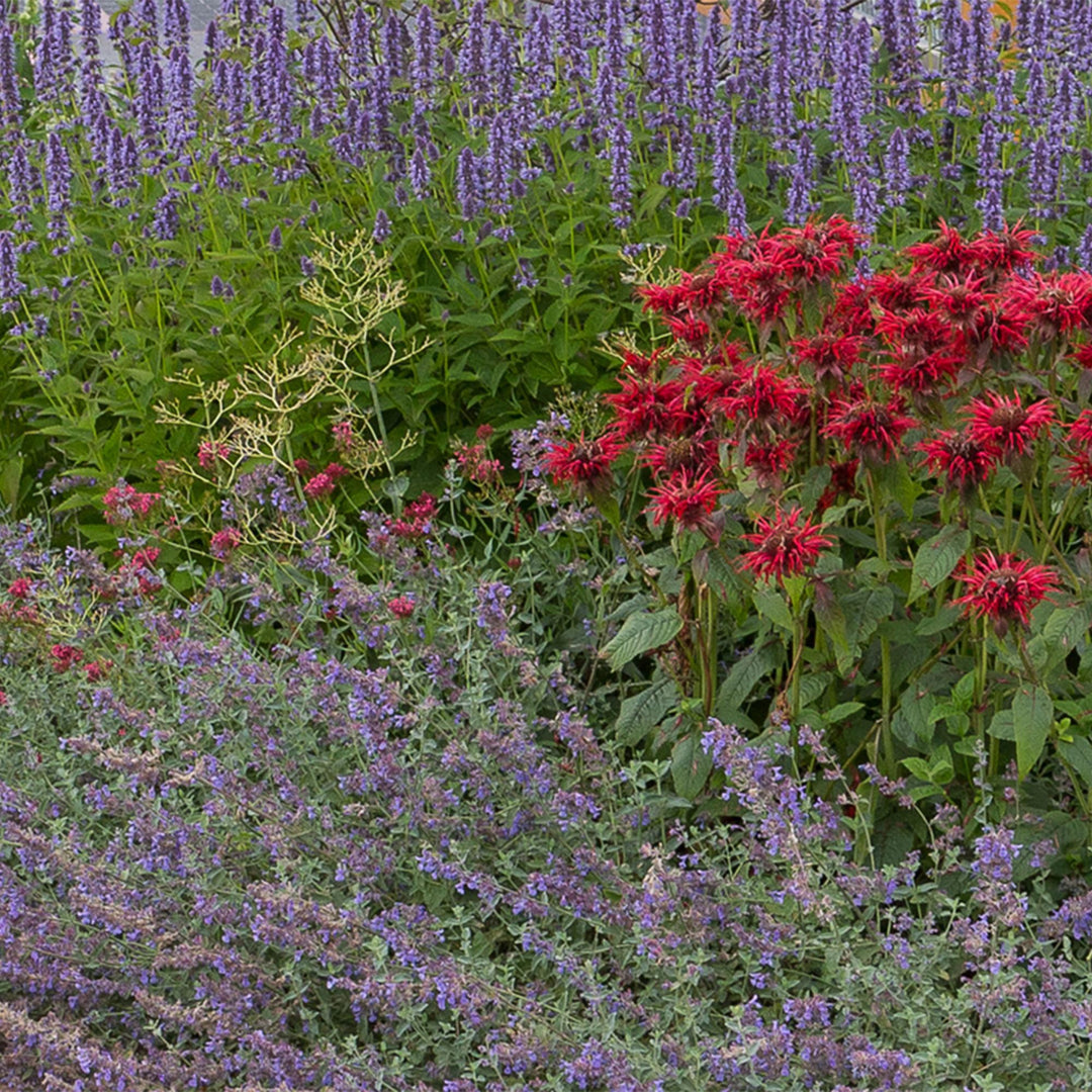 Platebande prête à planter - Parfumée