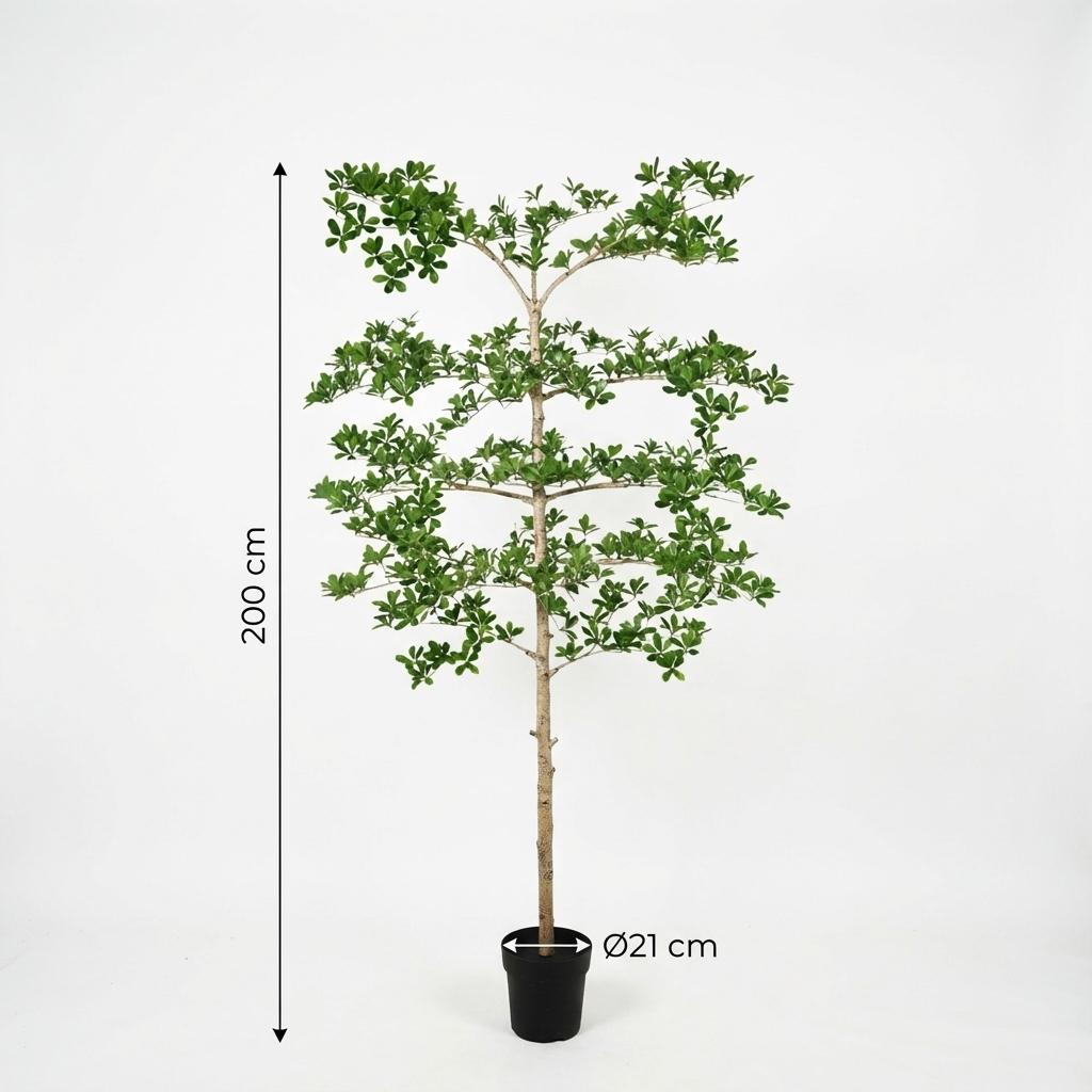 Bucida - 200cm - Kunstplant - Nep Plant Interieur | Koop