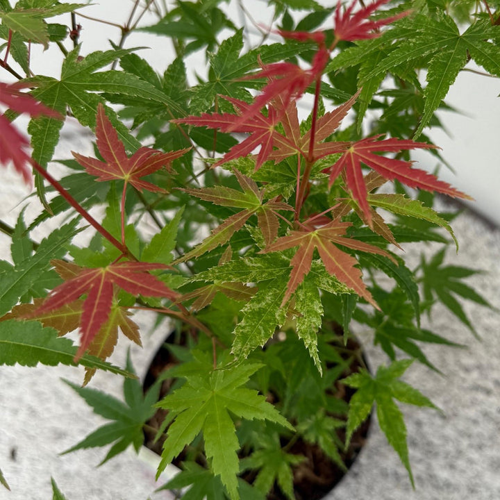 Japanse Esdoorn Phoenix - Roze - 70cm - Dadelpalm | Koop