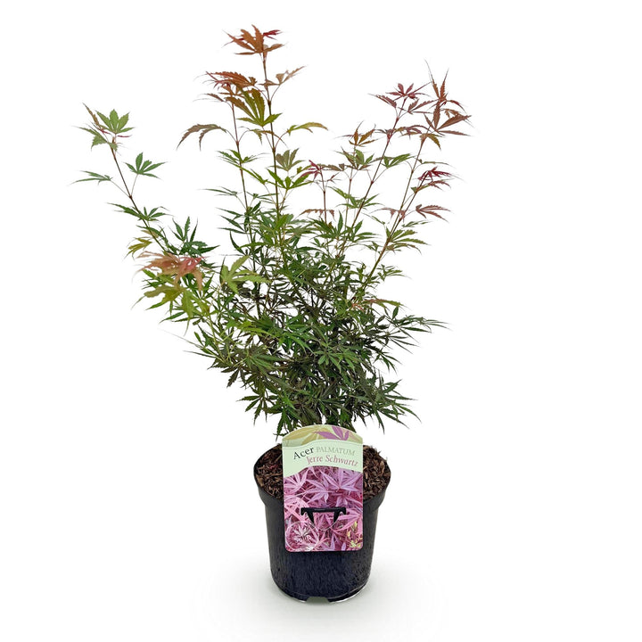 Érable du Japon Jerre Swarts - rouge foncé - 70cm | Acheter