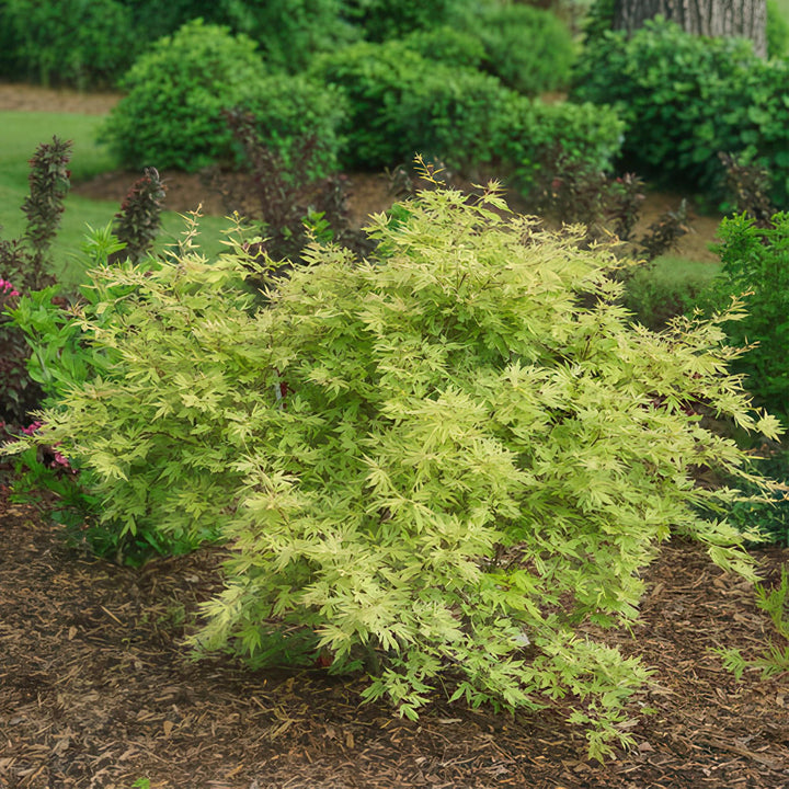 Japanse Esdoorn Methamorphosa - Groen - 70cm - Acer Palmatum Buiten