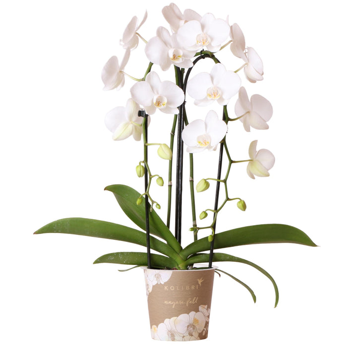 Orchidée Niagara Fall - Orchidée Phalaenopsis