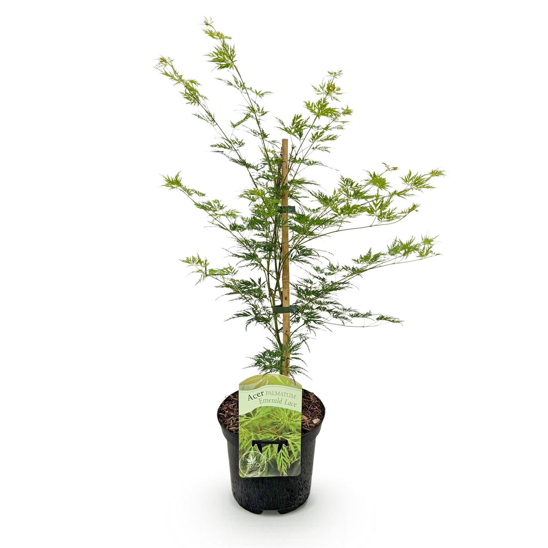 Japanse Esdoorn Emerald Lace - Groen - 70cm - Acer Palmatum Buiten