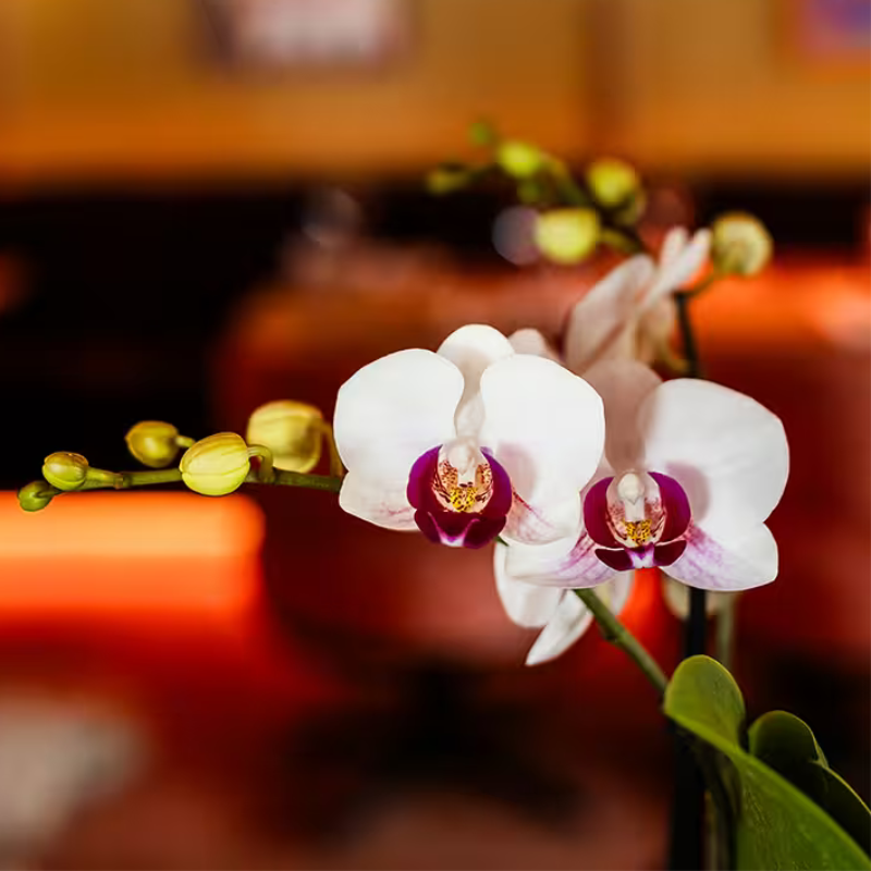 Luxe set | Gibraltar orchidee - Phalaenopsis Orchidee