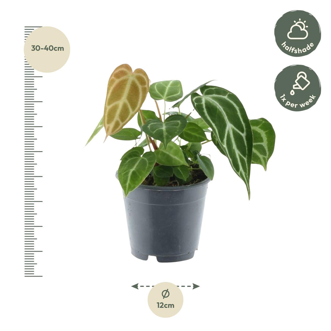 Anthurium Chrystallium - 35 cm - ø12 - Flamingoplant