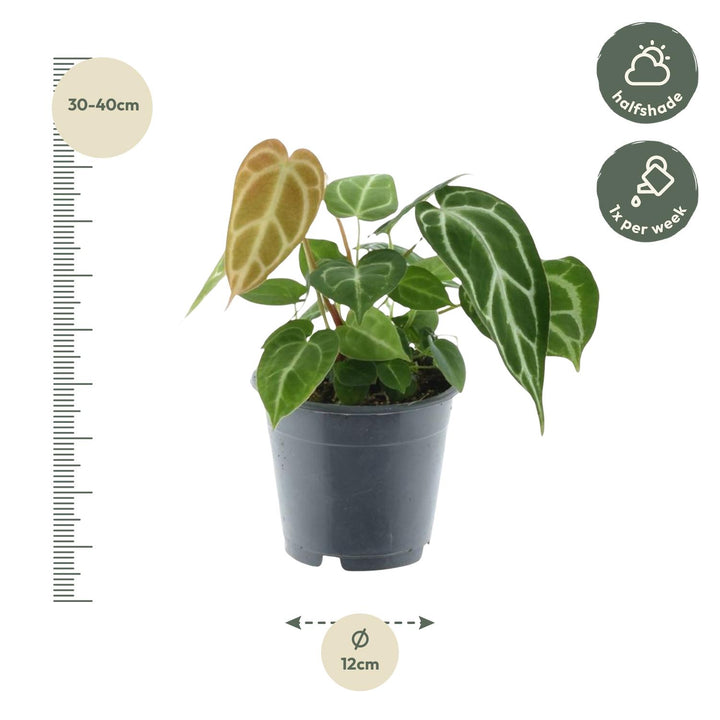 Anthurium Chrystallium - 35 cm - ø12 - Flamingoplant