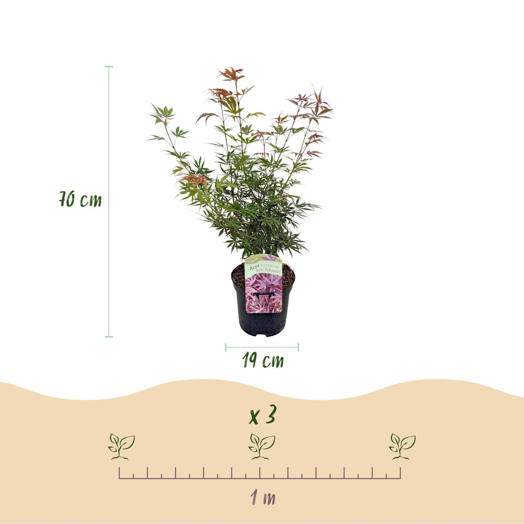 Érable du Japon Jerre Swarts - rouge foncé - 70cm | Acheter