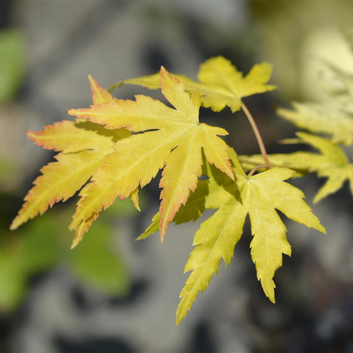 Japanse Esdoorn Orange Dream - Oranje - 70cm - Acer Palmatum Buiten