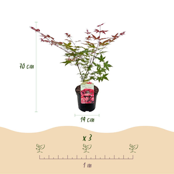 Japanse Esdoorn Beni Maiko - Rood - 70cm - Acer Palmatum Buiten