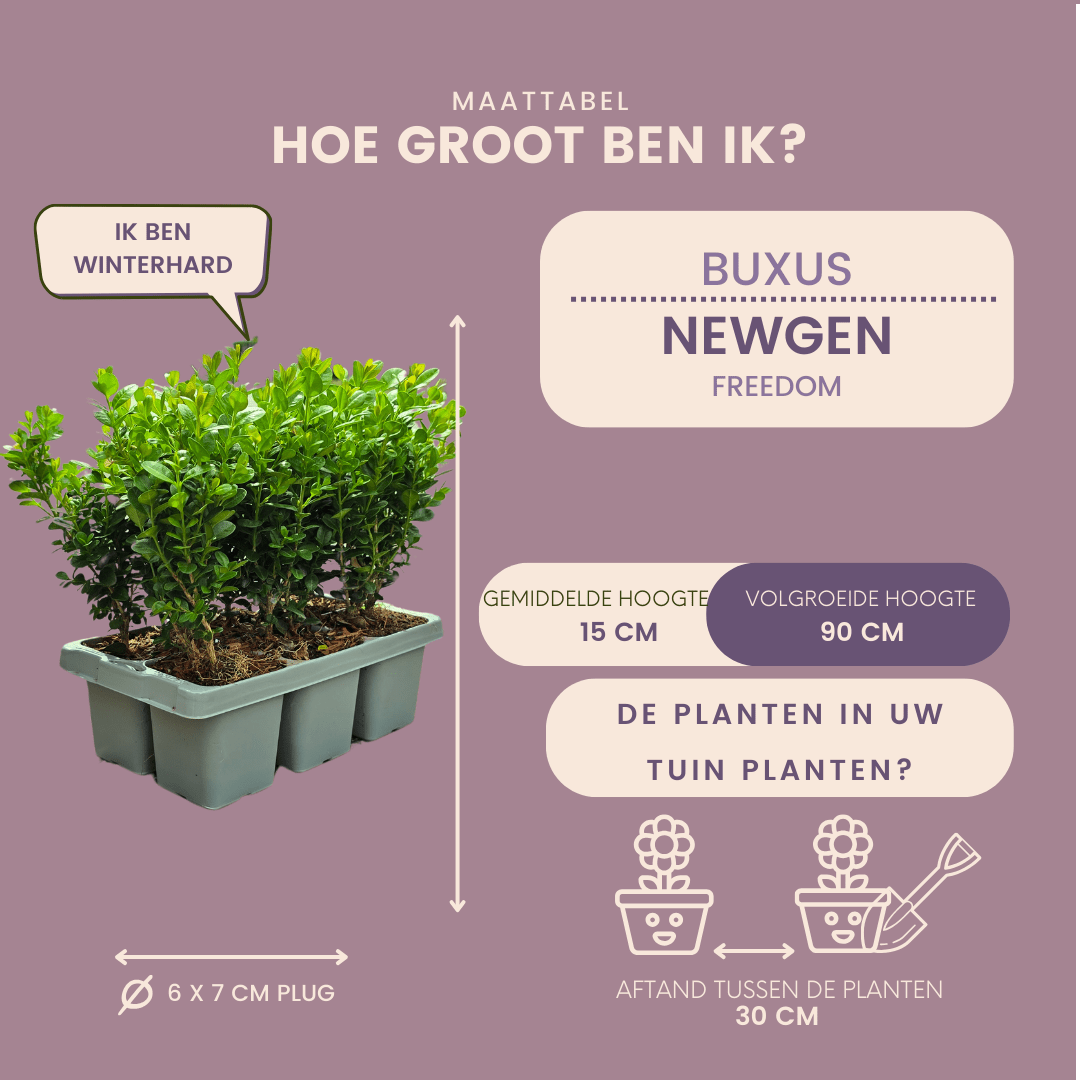 Buis NewGen Freedom (buis compact) - 15 cm - Buis Palm