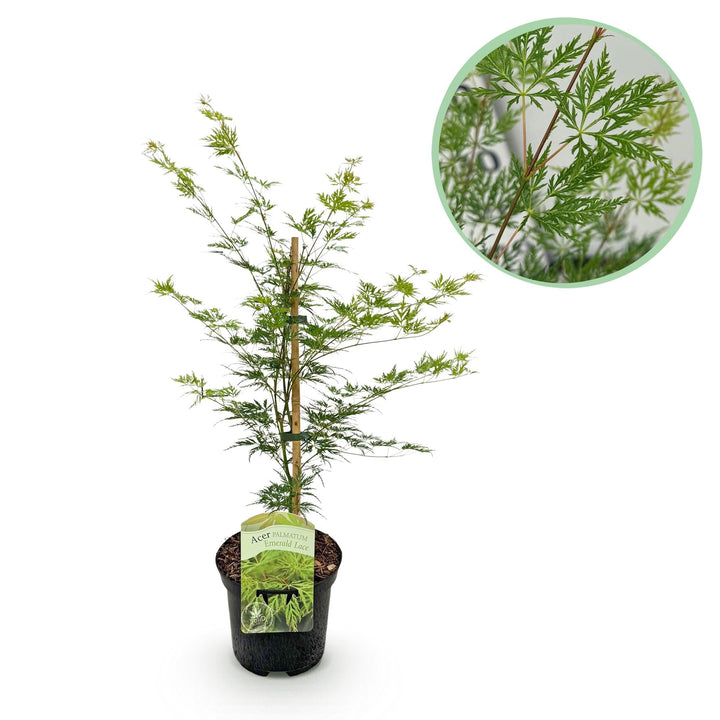 Japanse Esdoorn Emerald Lace - Groen - 70cm - Acer Palmatum Buiten