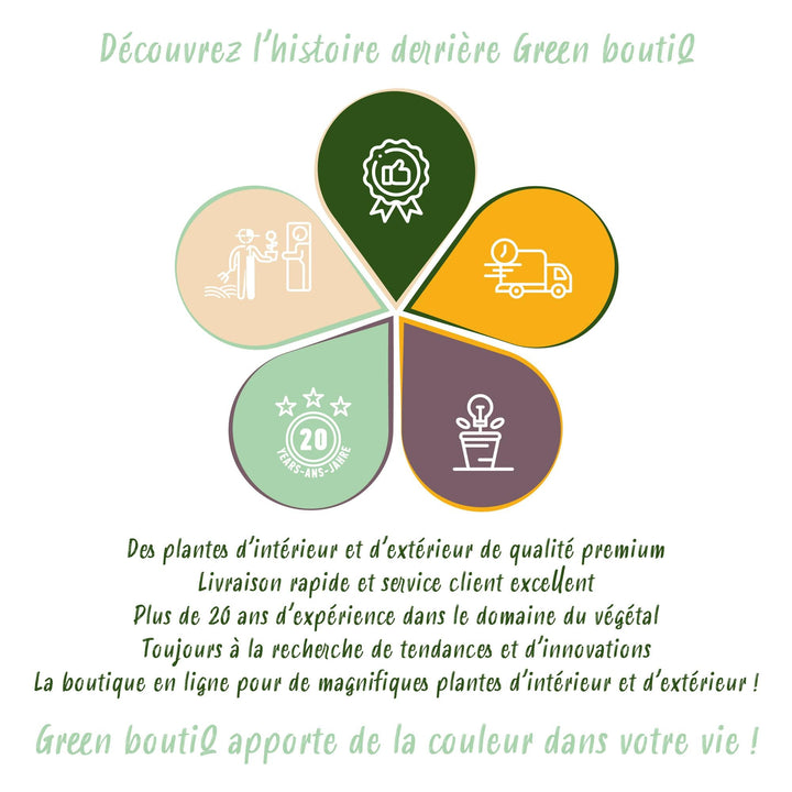 Kit de plantes pour bordure de fleurs - ombre