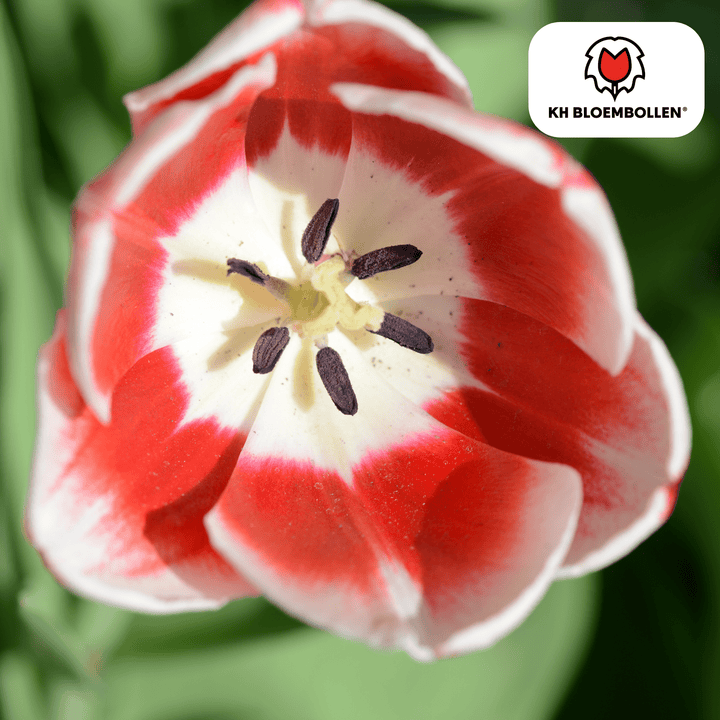 Bulbes de tulipe Candy Apple Delight - 20 pièces - Plante en pot décorative