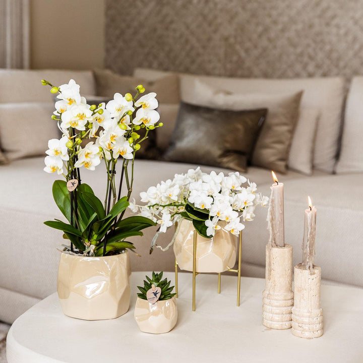 Combi deal - Pearl travertine potten - Sierpot Kamerplant