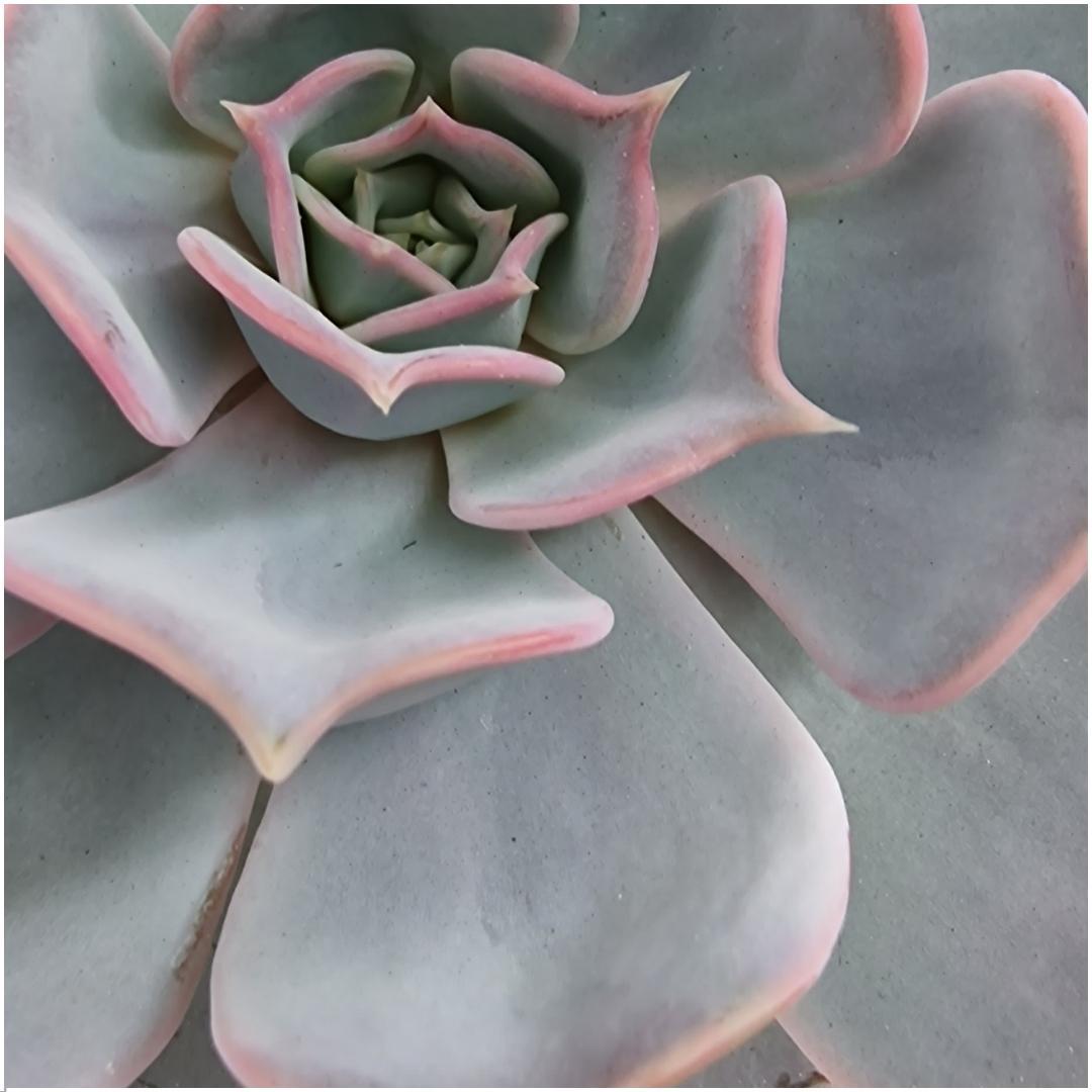 Succulente Echeveria Lilacina dans une coupelle 'noire' Ø20 cm - 5 cm
