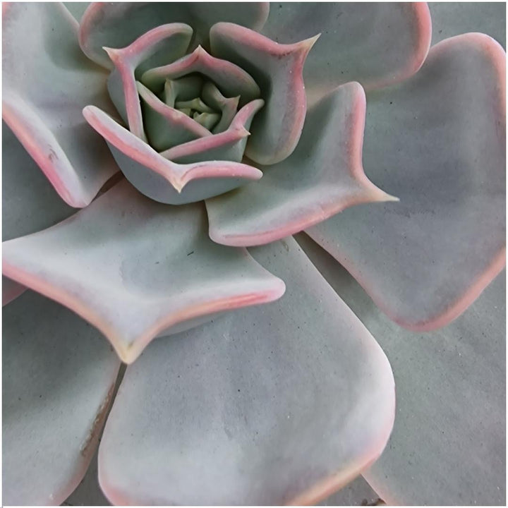 Succulente Echeveria Lilacina dans une coupelle 'noire' Ø20 cm - 5 cm