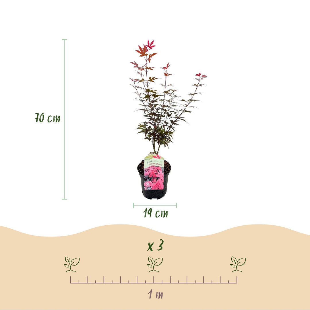 Japanse Esdoorn Skeetsers Broom - Paars - 70cm - Acer Palmatum Buiten