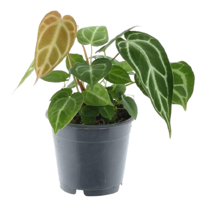 Anthurium Chrystallium - 35 cm - ø12 - Flamingoplant