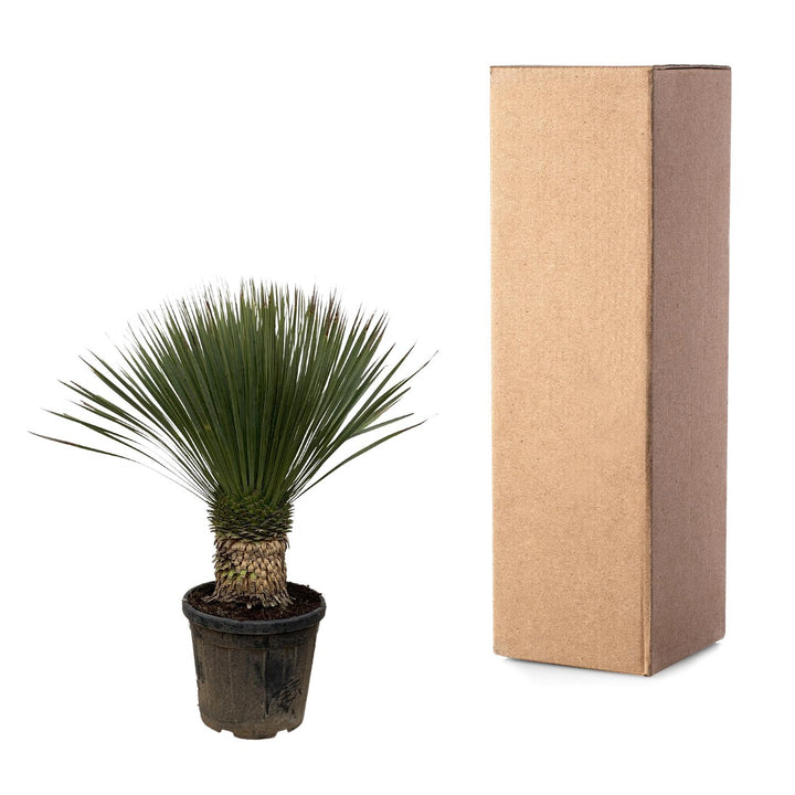 Yucca Rostrata - 100cm- Ø38 - Blauwe Palmlelie Buiten