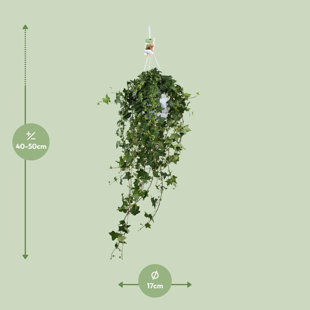 Lierre Hedera Helix Pitsburg - Suspension/XXL - Ø17cm - 90cm