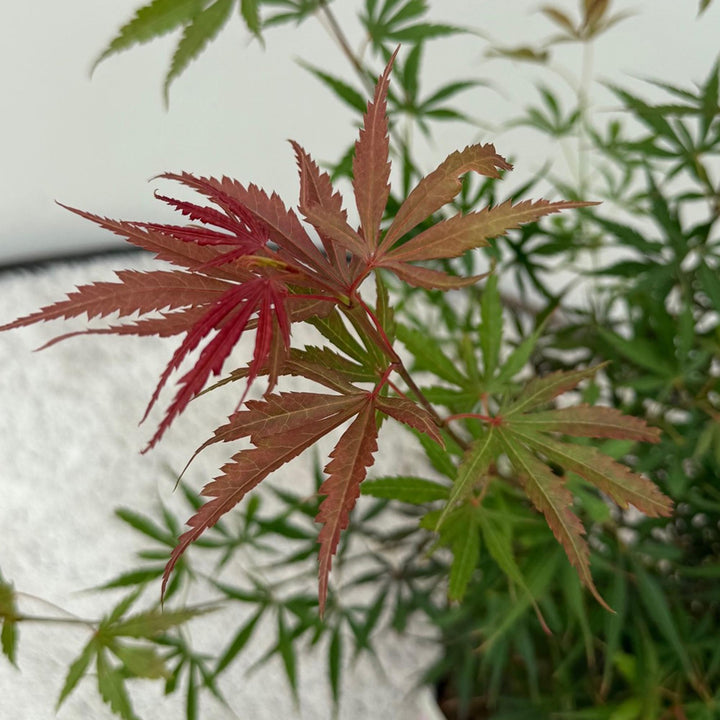 Érable du Japon Jerre Swarts - rouge foncé - 70cm | Acheter